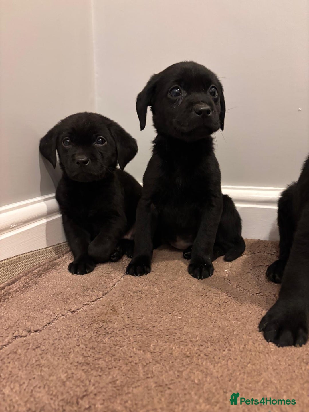 Labrador Retriever dogs for sale: Fabulous Labrador puppies  - Advert 14