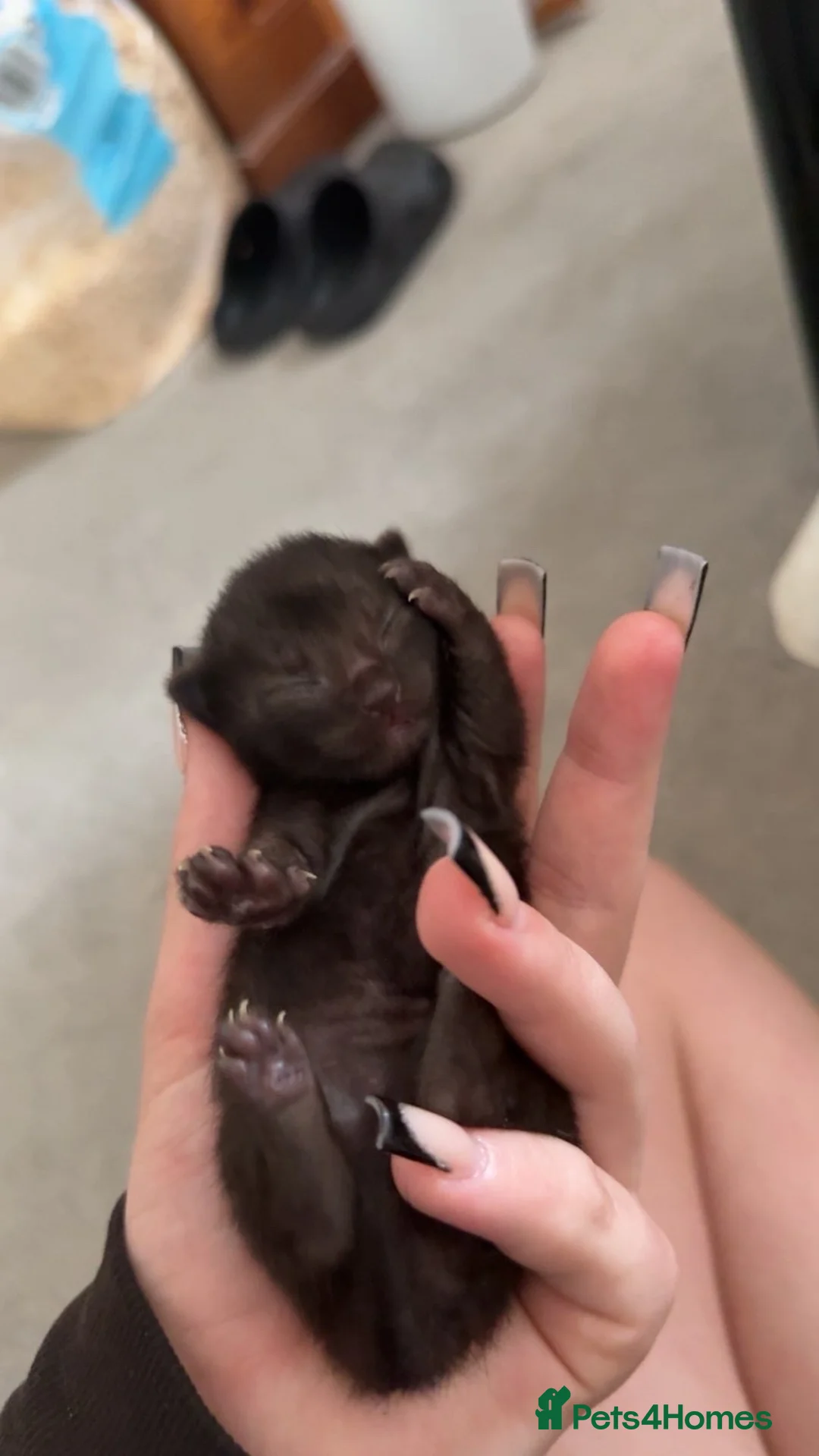 Mixed Breed cats for sale: 2 mixed breed male kittens - Advert 8