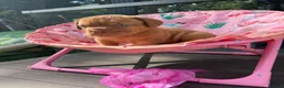 Dogue De Bordeaux dogs for sale: Stunning litter of dogue de Bordeaux in Epping - Advert 6