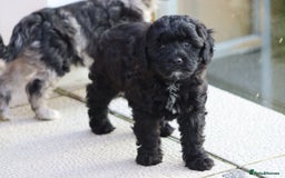 Cavapoo dogs for sale: F1 Cavapoo puppies for sale - Image 19