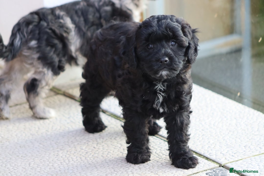 Cavapoo dogs for sale: F1 Cavapoo puppies for sale - Image 19