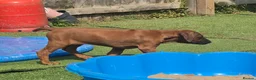 Rhodesian Ridgeback dogs for sale: 4x FEMALE RHODESIAN RIDGEBACK PUPS!! - Advert 19