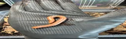 Millipedes invertebrates for sale: Burmese Beauty Millipedes in Dunstable - Advert 2
