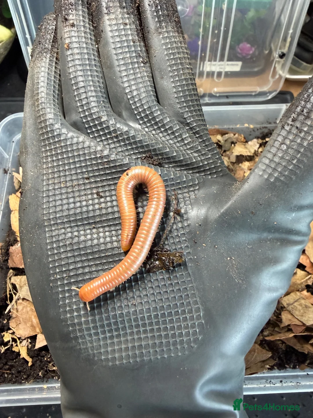 Millipedes invertebrates for sale: Burmese Beauty Millipedes in Dunstable - Advert 2
