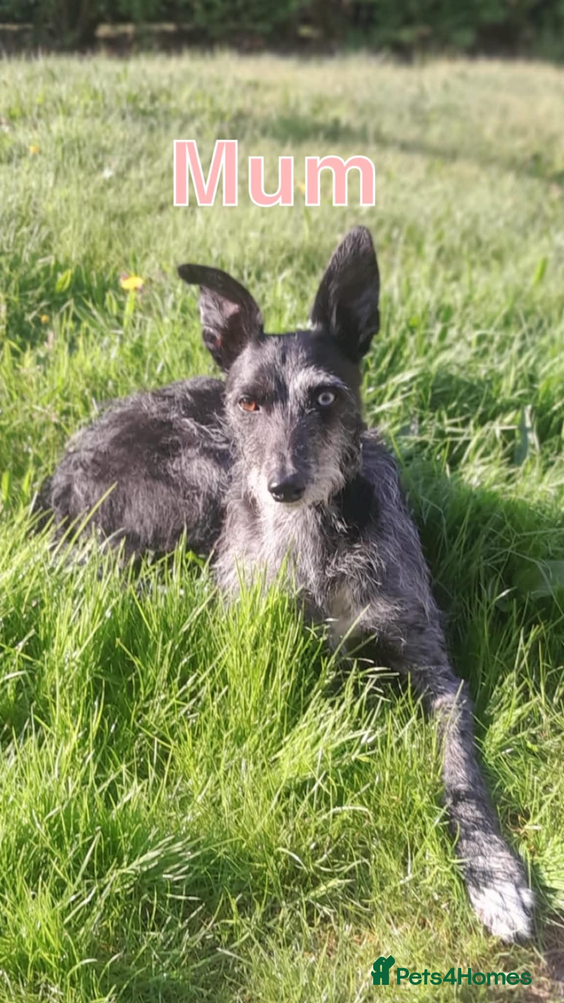 Lurcher dogs Lurchers puppy merle  - Advert 4