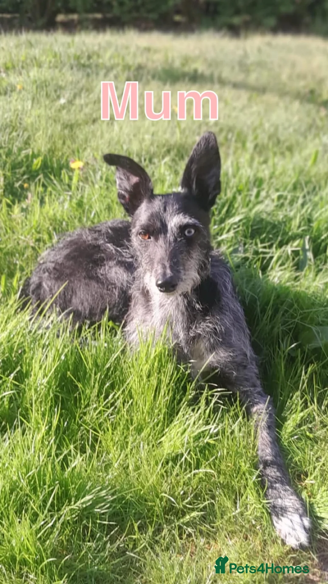 Lurcher dogs for sale: Lurchers puppy merle  - Advert 1