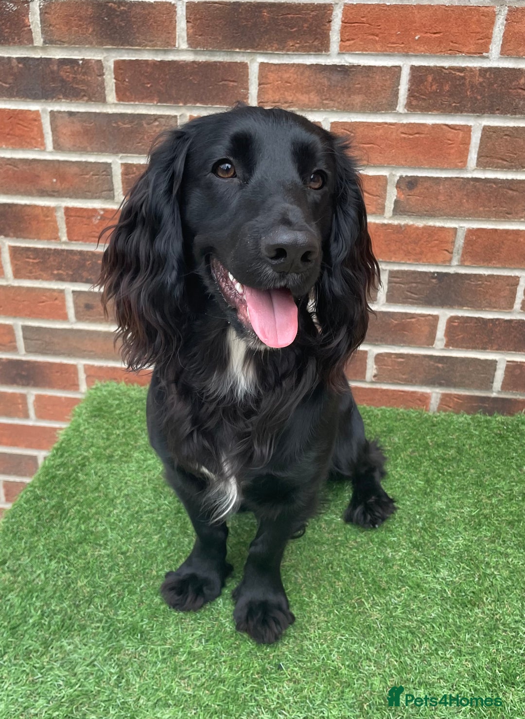 Cocker Spaniel dogs for sale: 1 Year Old Working Cocker Spaniel - Advert 6