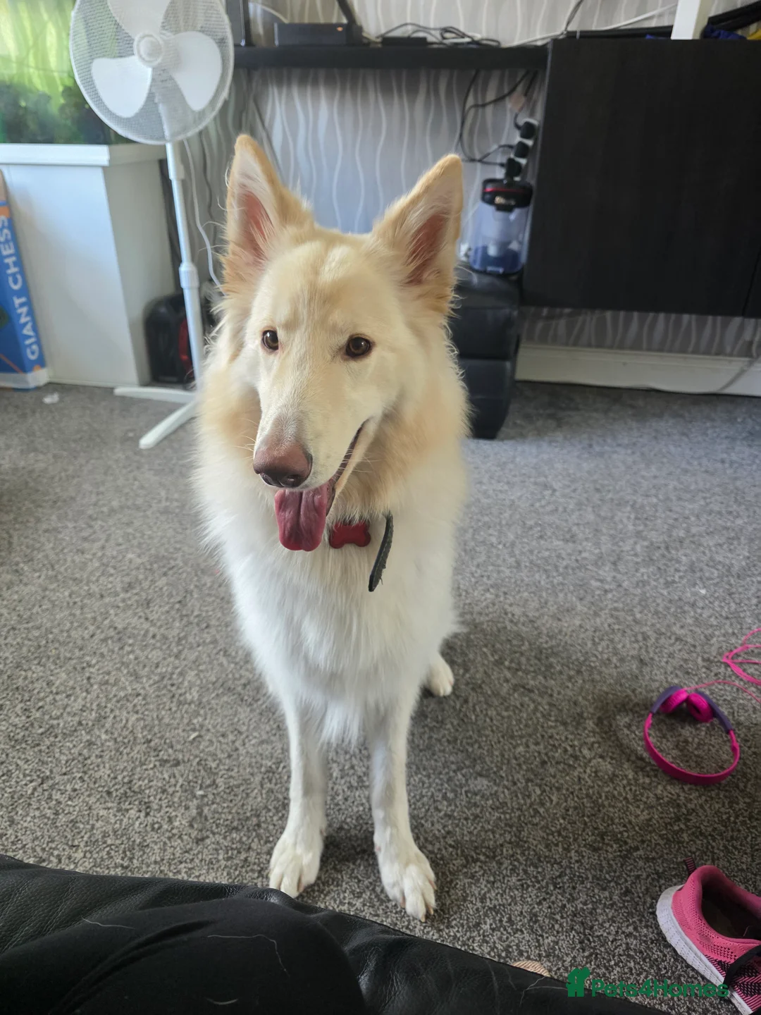 German Shepherd dogs for sale: White German Shepherd Puppies - Advert 15