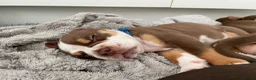 Old Tyme Bulldog dogs for sale: 8 OLD TYME BULLDOGS FOR SALE in London - Advert 26