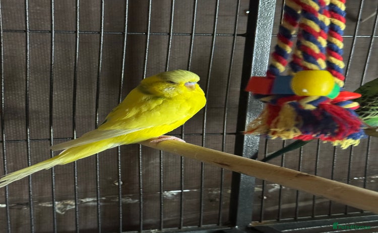Budgerigars birds - Advert 1