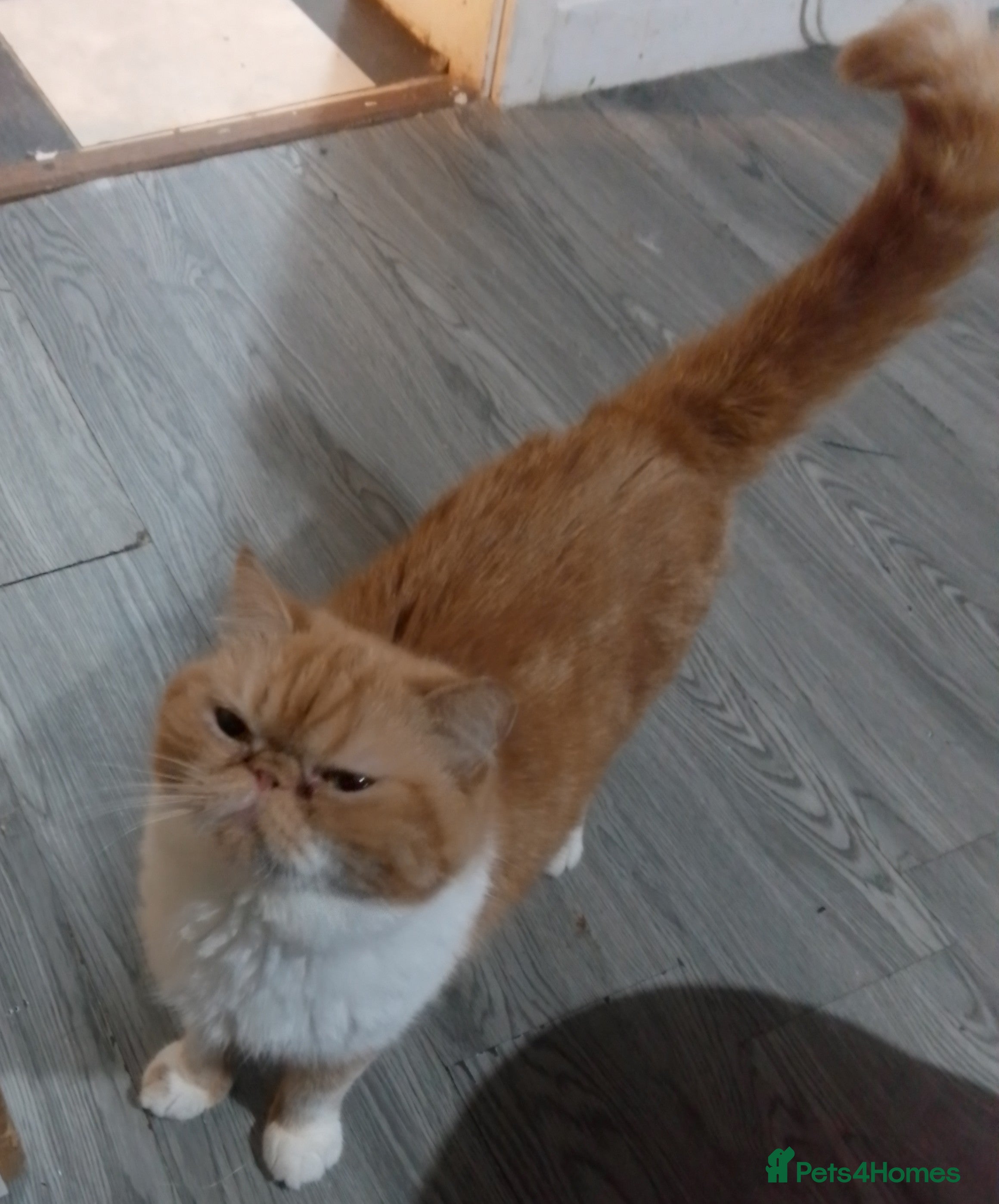 Exotic cats Exotic female  - Advert 2