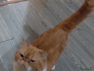 Exotic cats Exotic female - Advert 2