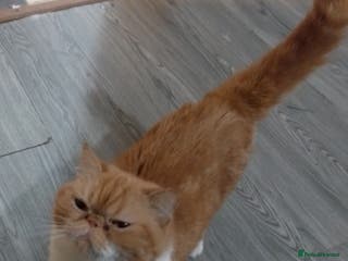 Exotic cats Exotic female - Advert 2