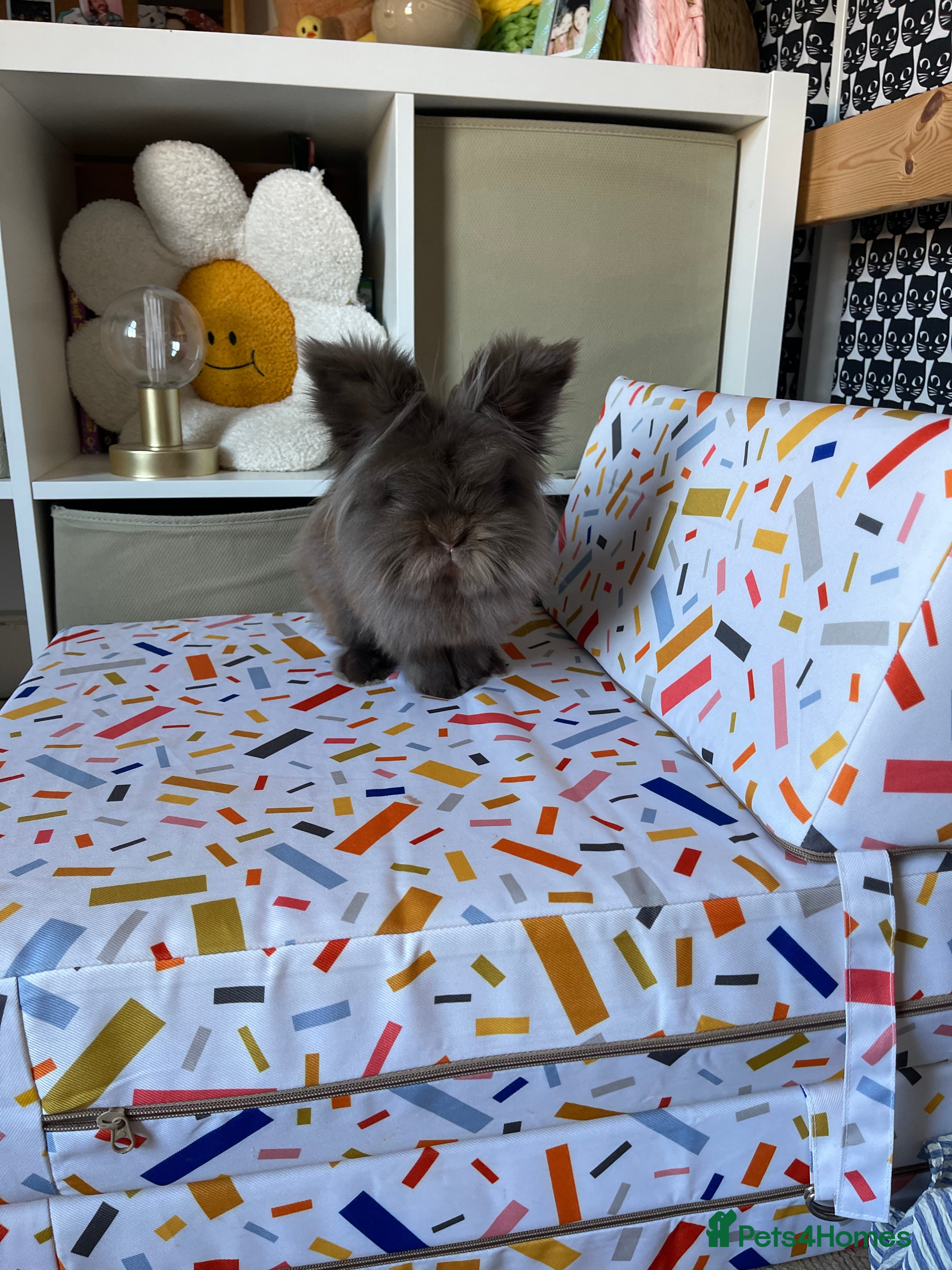 Lionhead rabbits House Rabbit Lionhead  in Colchester - Advert 7