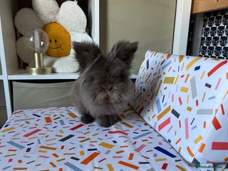 Lionhead rabbits House Rabbit Lionhead in Colchester - Advert 2