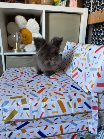 Lionhead rabbits House Rabbit Lionhead in Colchester - Advert 1