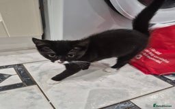 Domestic Shorthair cats for sale: Male & Female Kitten 12 WEEKS OLD - Image 4