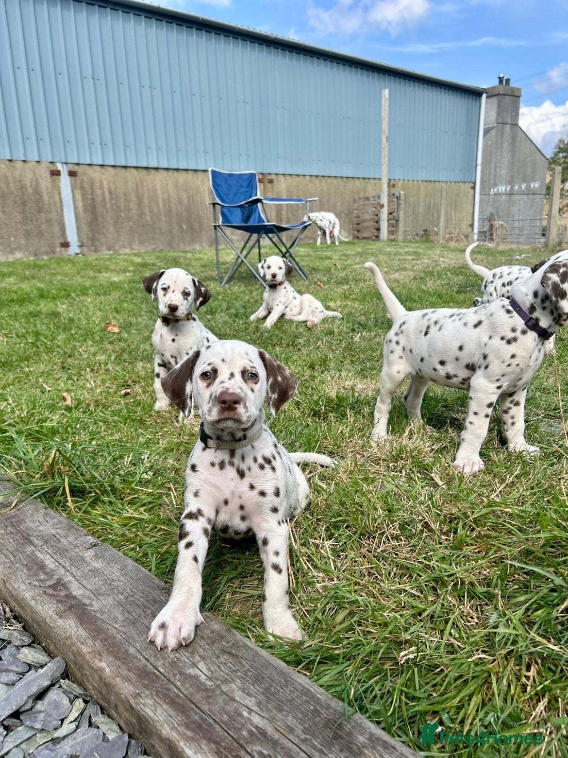 Dalmatian dogs 😍Gorgeous KC Registered Liver spotted Dalmatians. - Advert 5