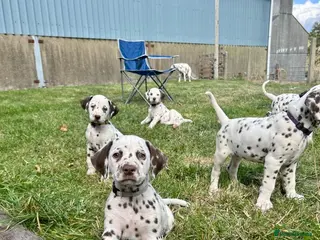 Dalmatian dogs 😍Gorgeous KC Registered Liver spotted Dalmatians. - Advert 5