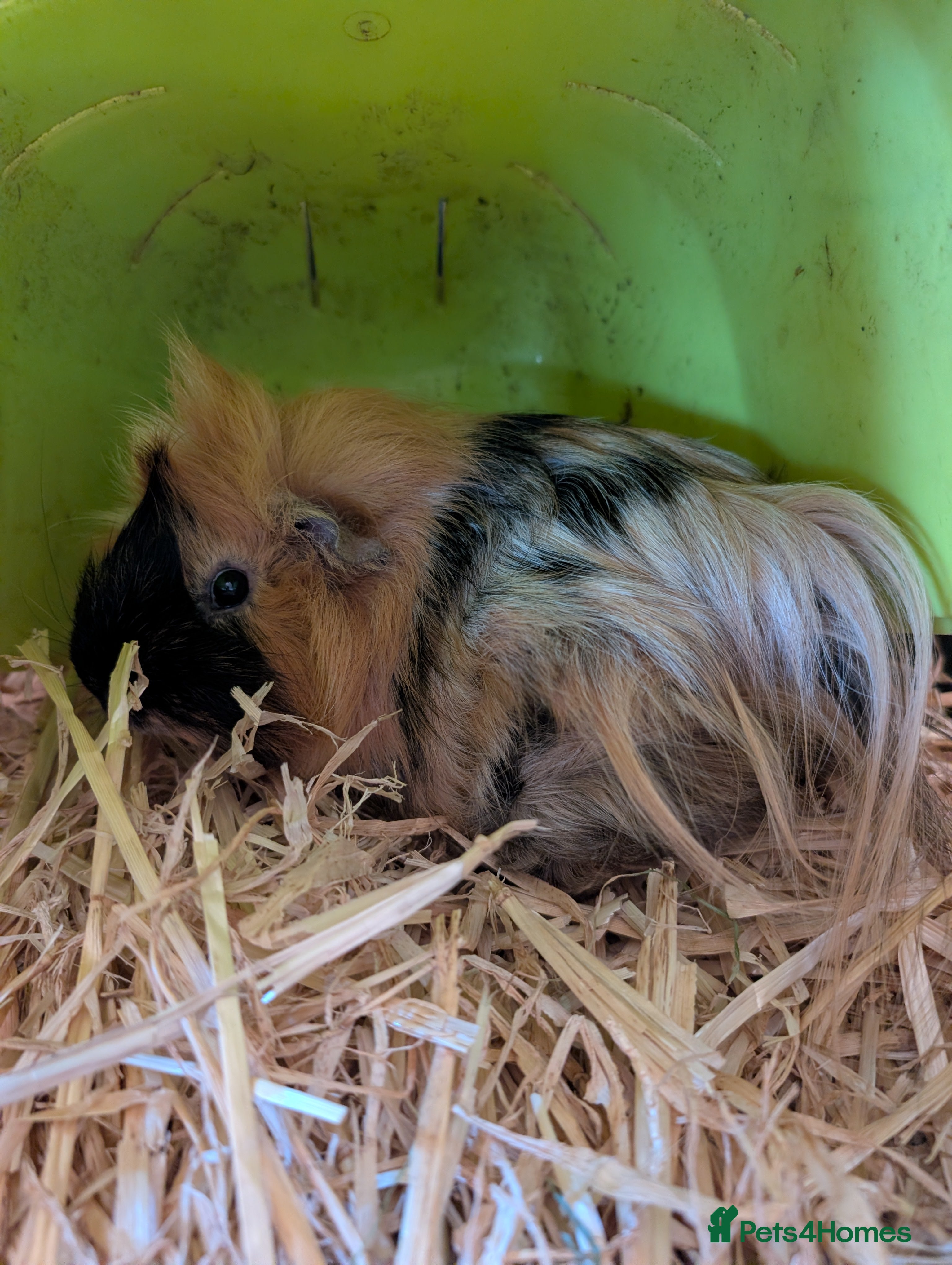 Guinea Pig rodents Pair of bonded boars - Advert 2
