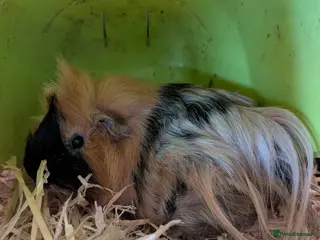 Guinea Pig rodents Pair of bonded boars - Advert 7