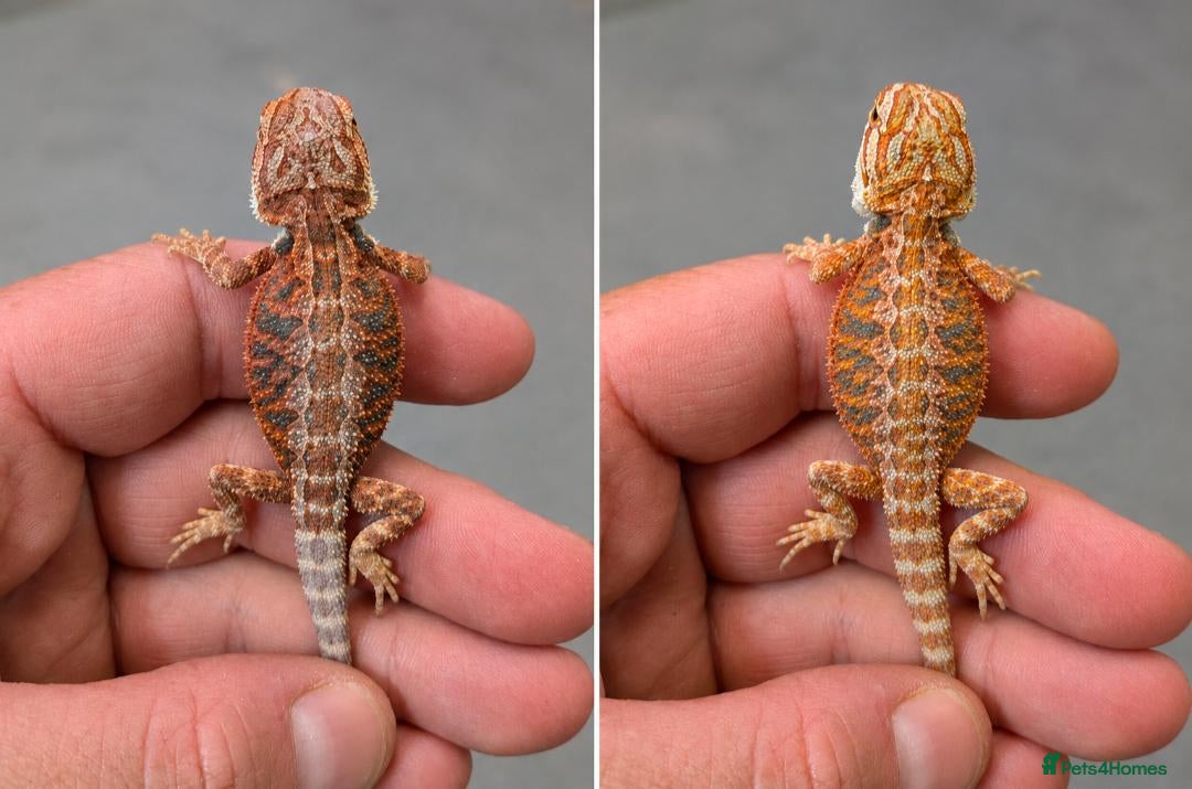 Bearded Dragon reptiles Variety Of Red German Giants and G Stripe Dunners  - Advert 8