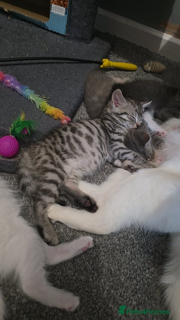Turkish Angora cats for sale: Turkish angora cross  - Advert 6