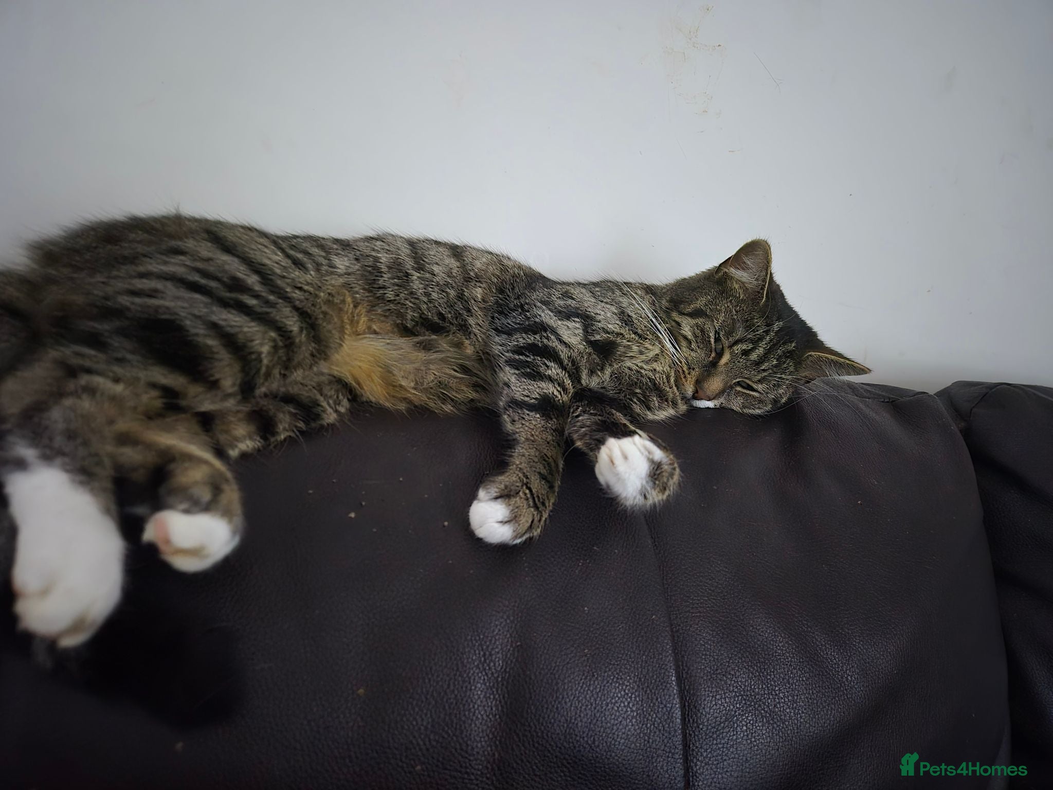 British Shorthair cats URGENT RE-HOME female cat - Advert 2