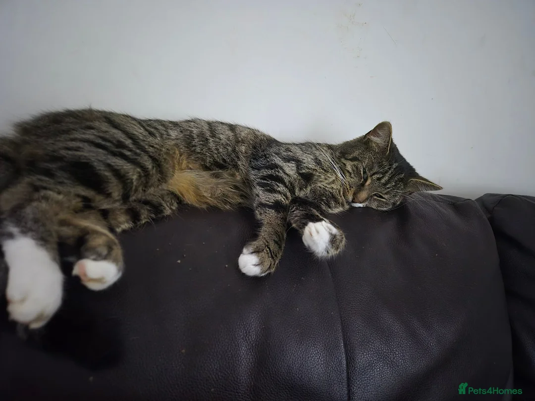 British Shorthair cats for sale: URGENT RE-HOME female FREE - Advert 1