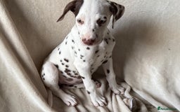 Dalmatian dogs for sale: Liver spot Dalmatian puppies - Image 5