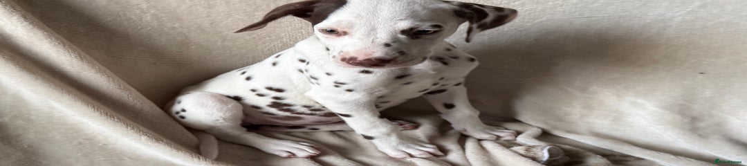 Dalmatian girl puppy