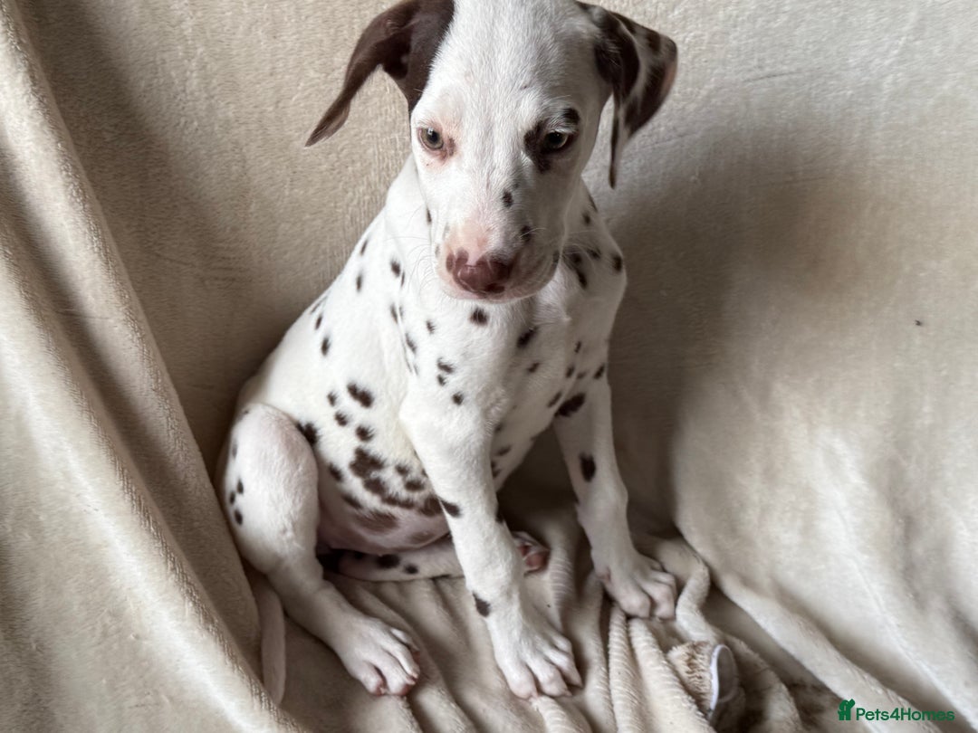 Dalmatian dogs for sale: Liver spot Dalmatian puppies - Image 5