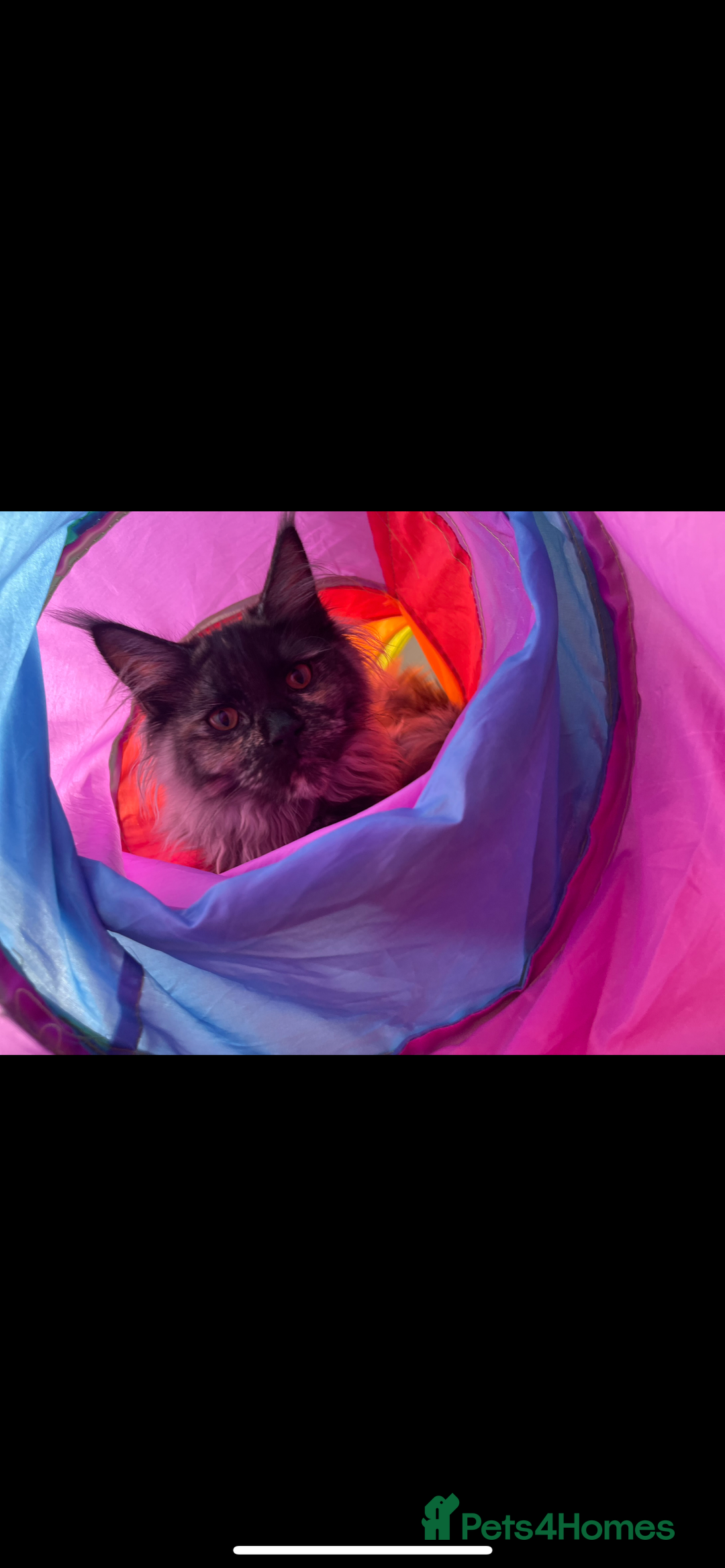 Maine Coon cats for sale: Beautiful Maine coon for sale  - Advert 4