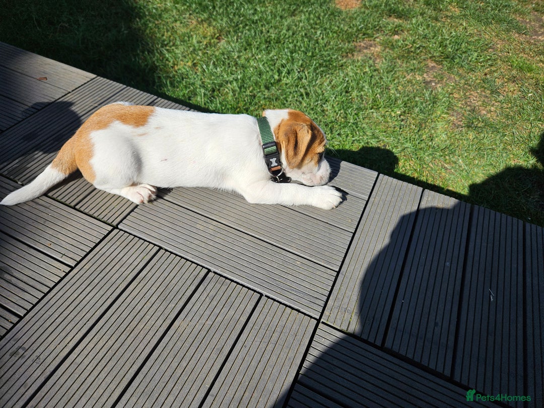 Jack Russell dogs for sale: Ladt puppy left - Image 3