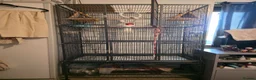 Ringnecks birds for sale: Parrots  - Advert 4