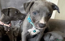 Whippet dogs for sale: Beautiful KC Reg Blue Whippet puppies - Image 18