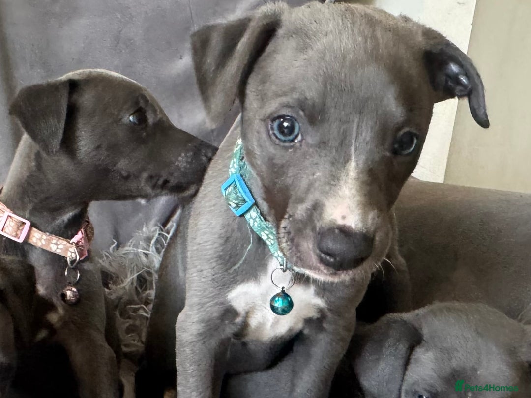 Whippet dogs for sale: Beautiful KC Reg Blue Whippet puppies - Image 18