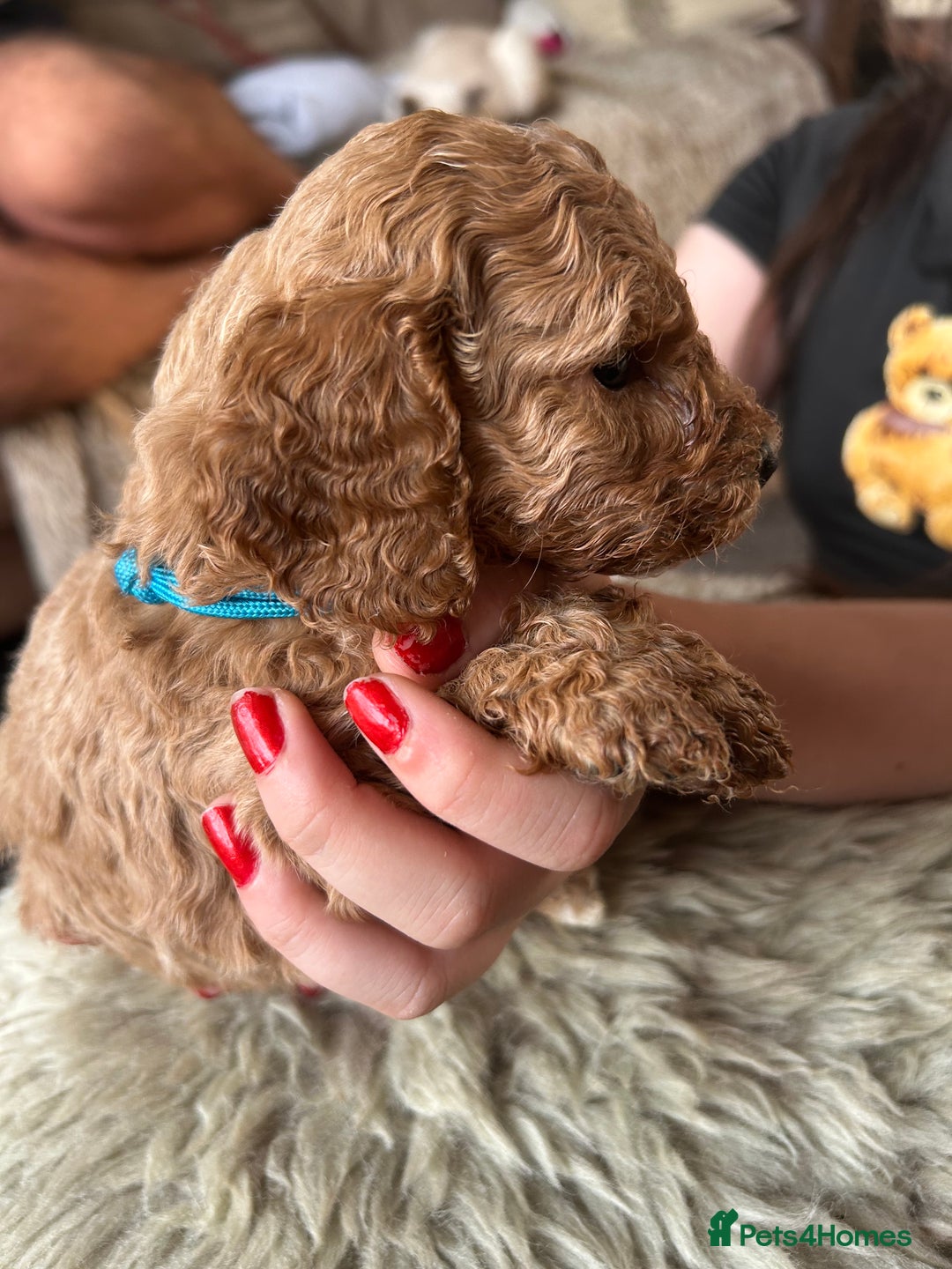 Cockapoo dogs for sale: ⭐️F1B cockapoo puppies⭐️ - Image 12