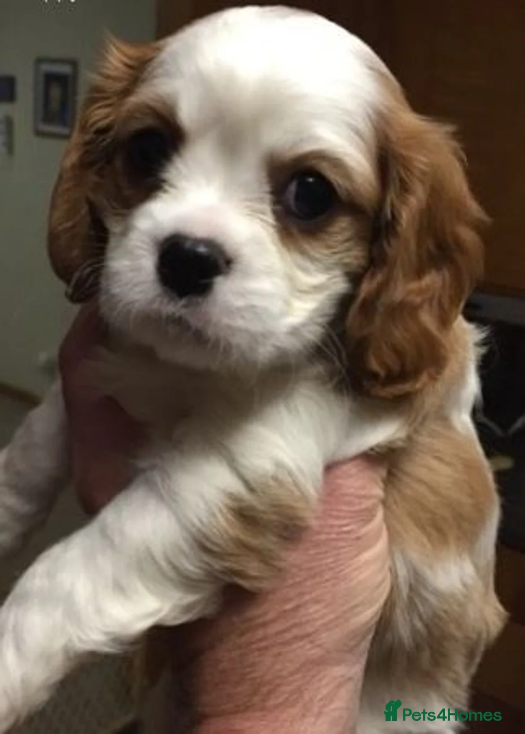Cavalier King Charles Spaniel dogs for sale: Beautiful Cavalier King Charles Spaniel puppies - Advert 2