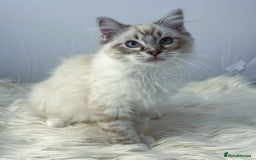 Ragdoll cats for sale: Playful Pedigree Ragdoll Kittens Available - Image 12