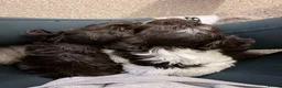 Sproodle dogs for sale: 7 Beautiful Sproodle Puppies - Advert 12