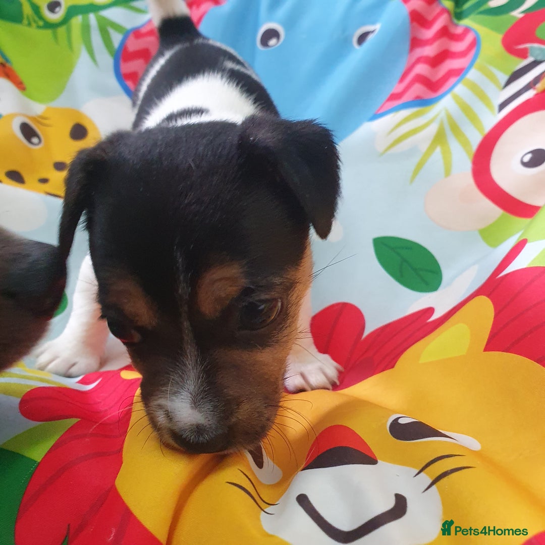 Jack Russell dogs for sale: Jack Russell puppies  - Image 4