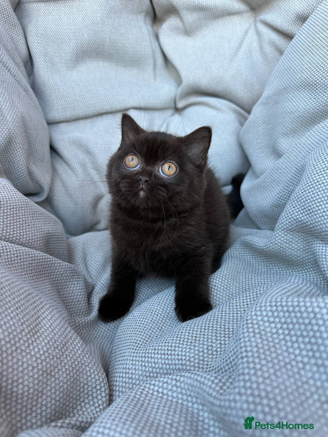 British Shorthair cats for sale: British Shorthair Chunky Chocolate Kittens🐻 - Advert 14