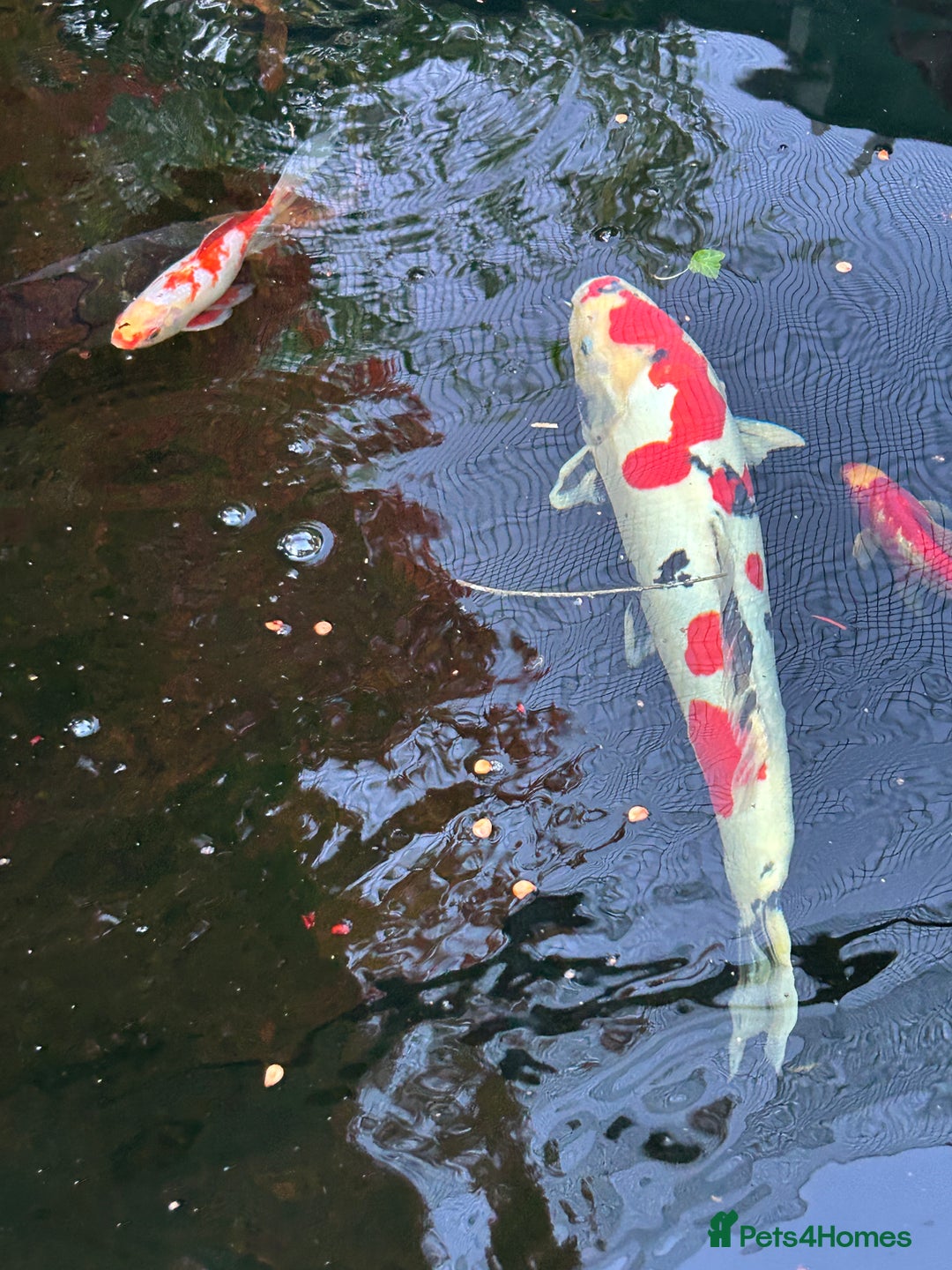 Koi Carp fish for sale: koi fish and various other fish - Image 21