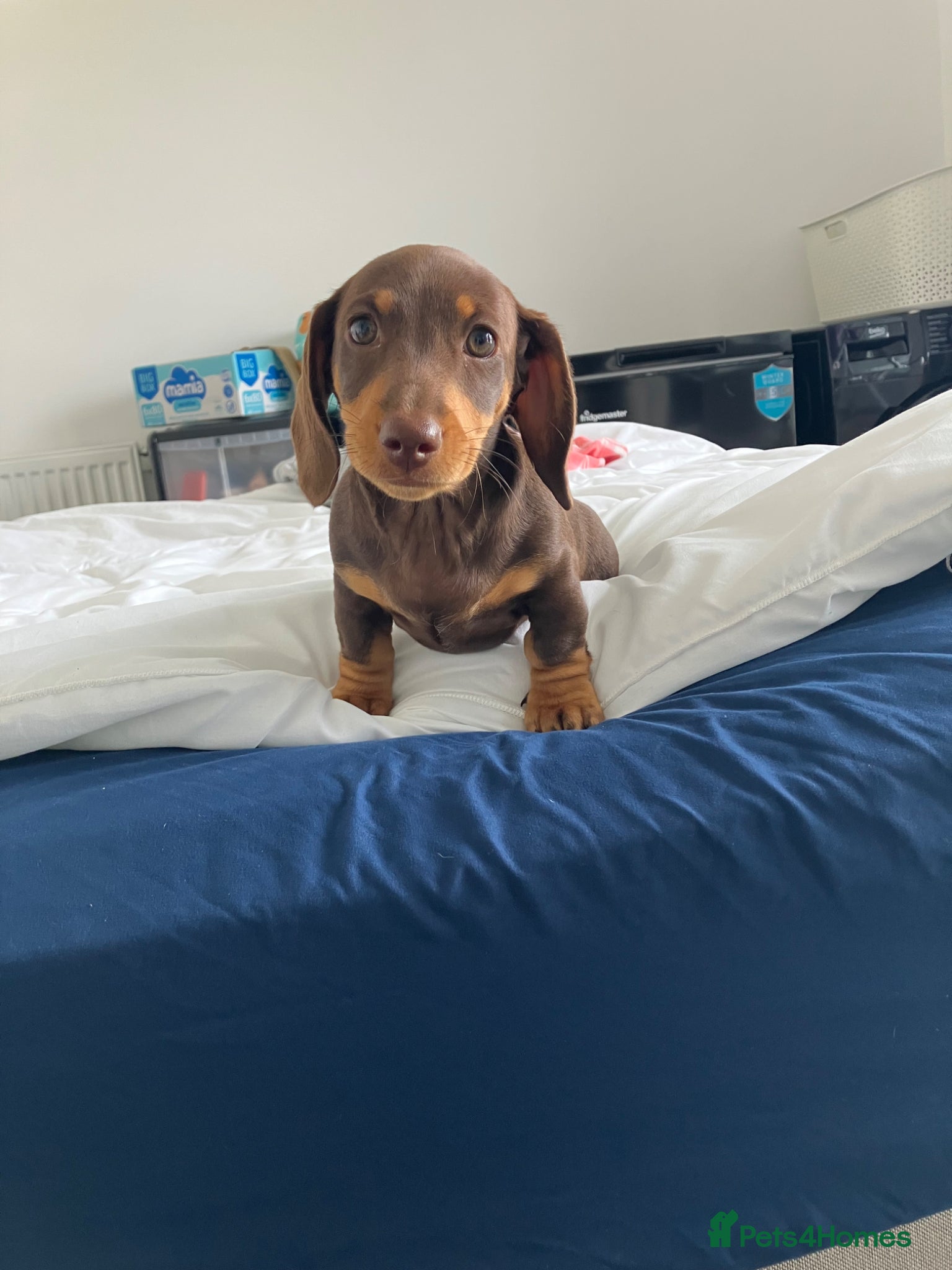 Miniature Dachshund dogs for sale: Female dachshund  in Maidstone - Advert 2