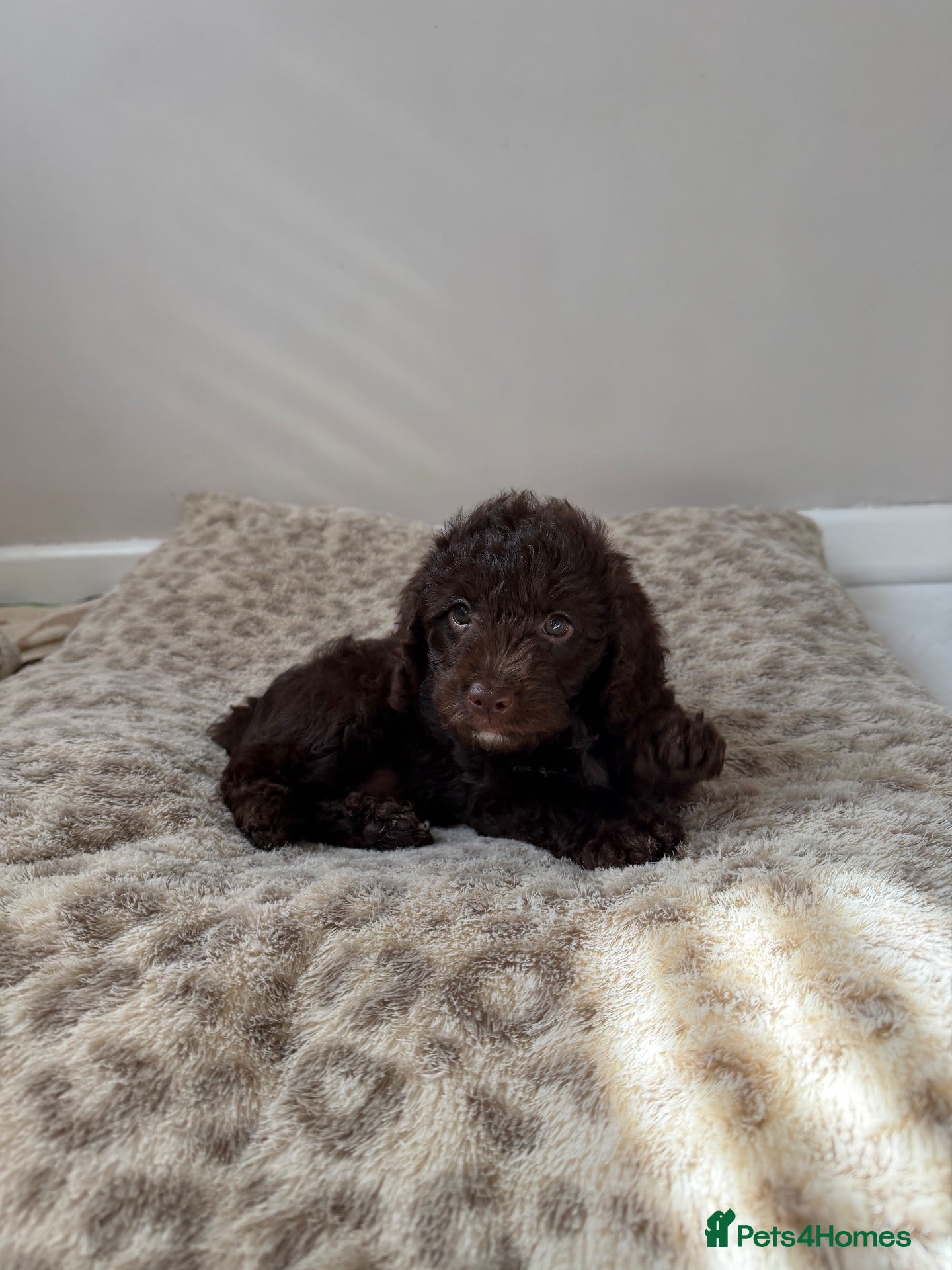 Mixed Breed dogs 2 Male F1b Beaglepoo - Advert 12