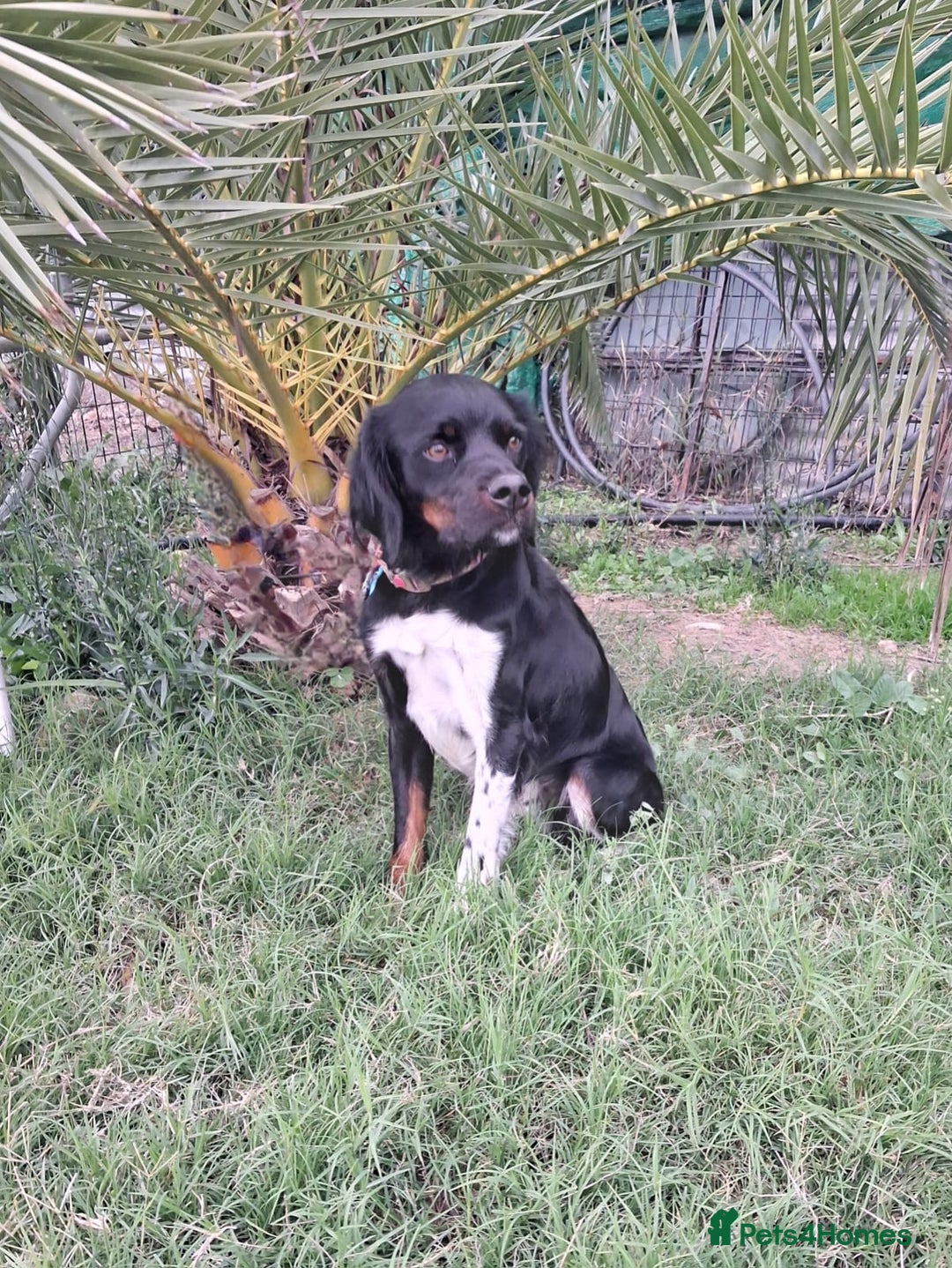 Mixed Breed dogs for adoption: Be BROODY's Best Friend.... - Advert 13