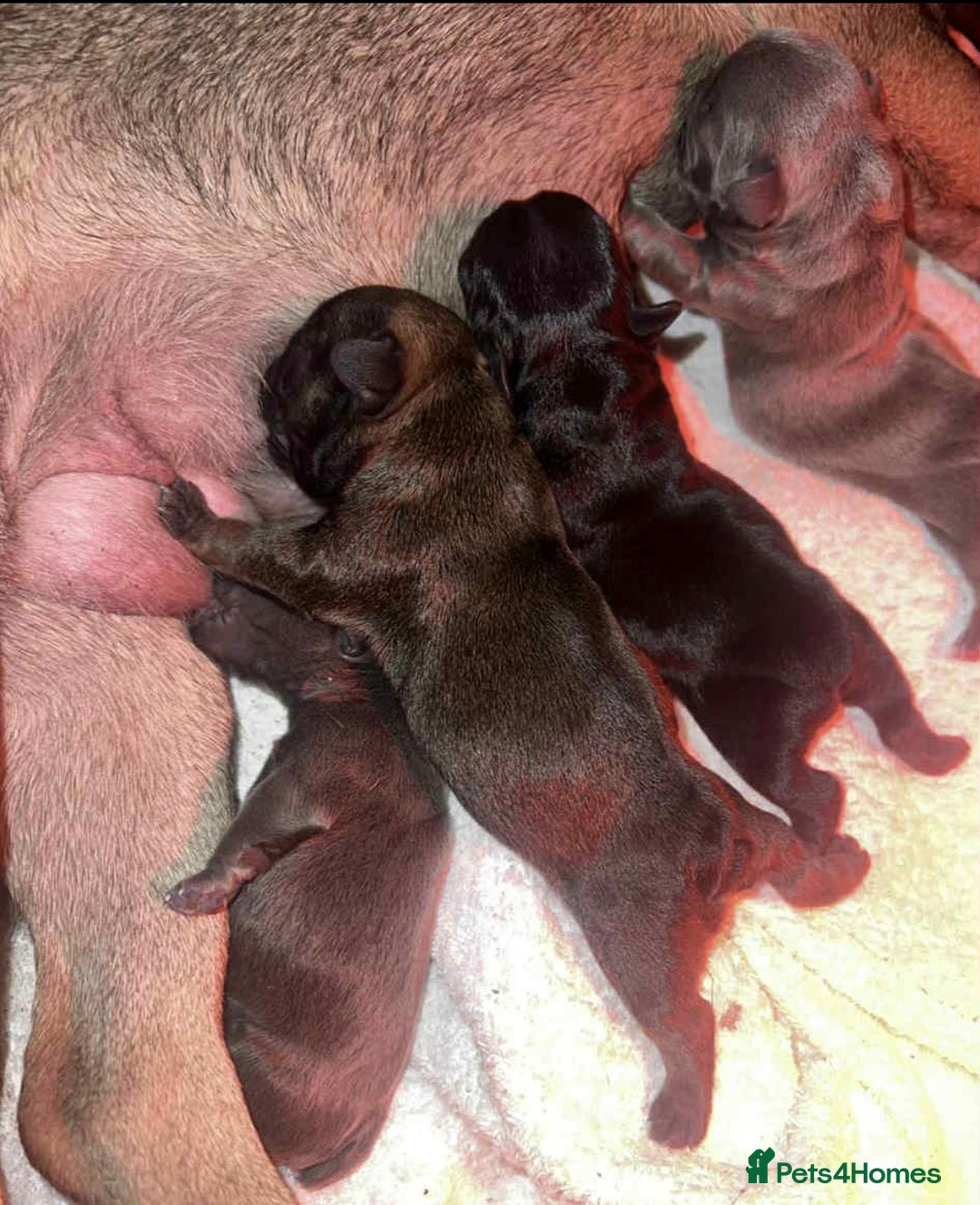 French Bulldog dogs for sale: French bulldogs🐶 - Advert 8