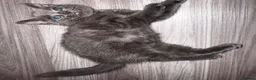 Mixed Breed cats for sale: One beautiful female grey kitten left  - Advert 4