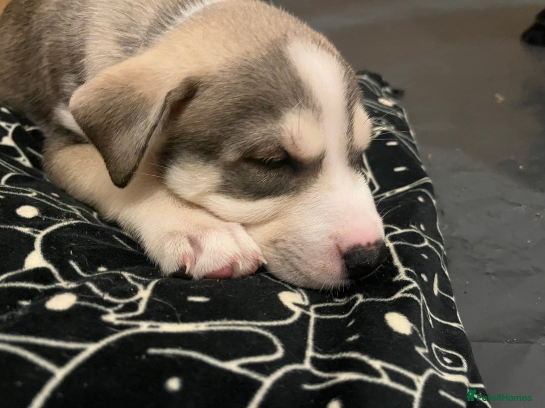 Mixed Breed dogs for sale: Husky/lab/staffi - Image 5